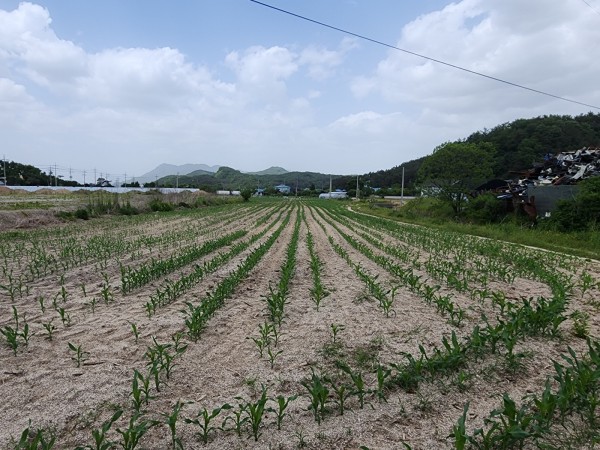 23.05.29 옥수수밭 제초재방제